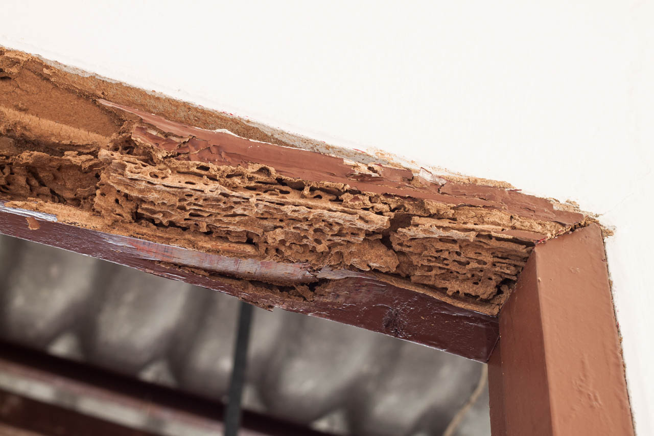 termites preventions advice